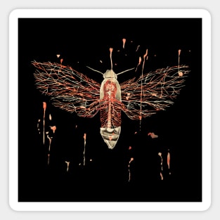 Anatomical Death's Head Hawk Moth Magnet